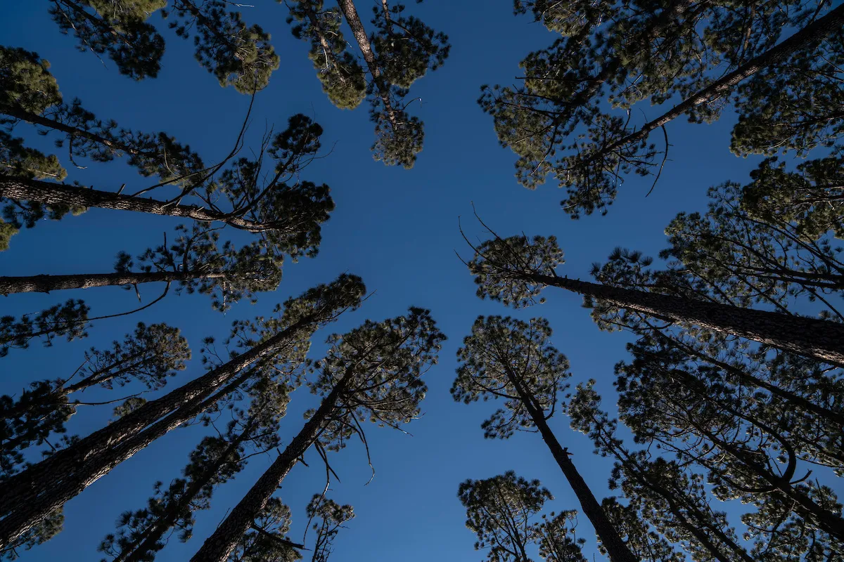 Trees from below